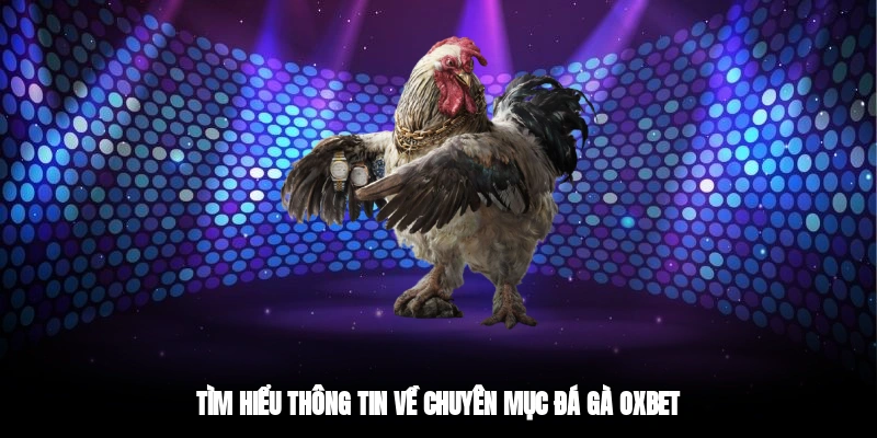 Tìm hiểu thông tin về chuyên mục đá gà OXBET