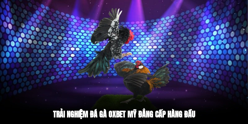 Trải nghiệm đá gà OXBET Mỹ đẳng cấp hàng đầu
